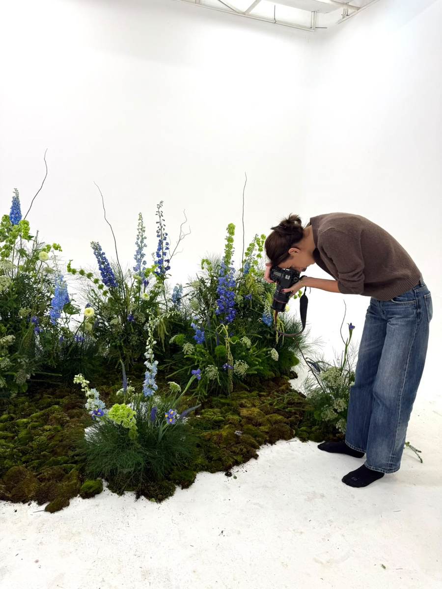 Fotografiando instalación de delphinium azul