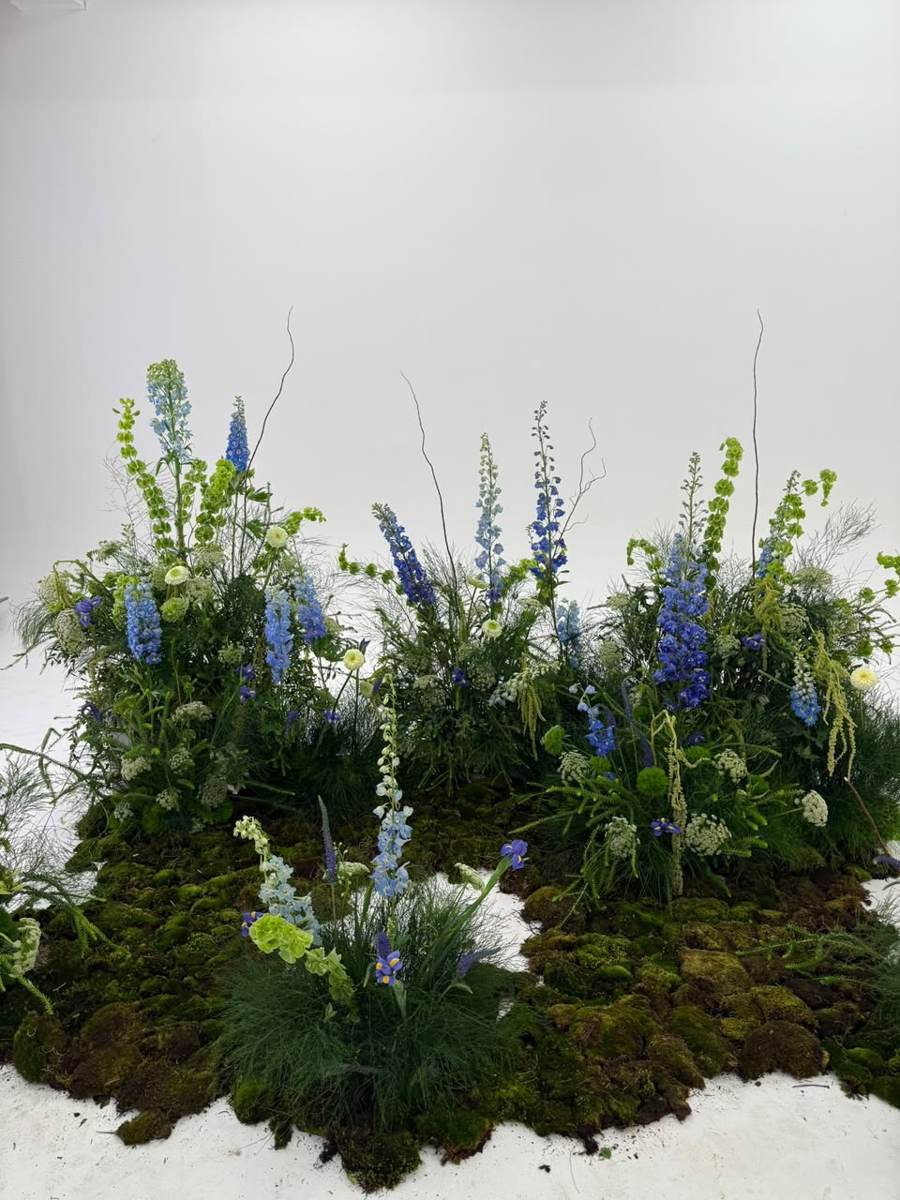 Instalación de delphinium azul sobre musgo