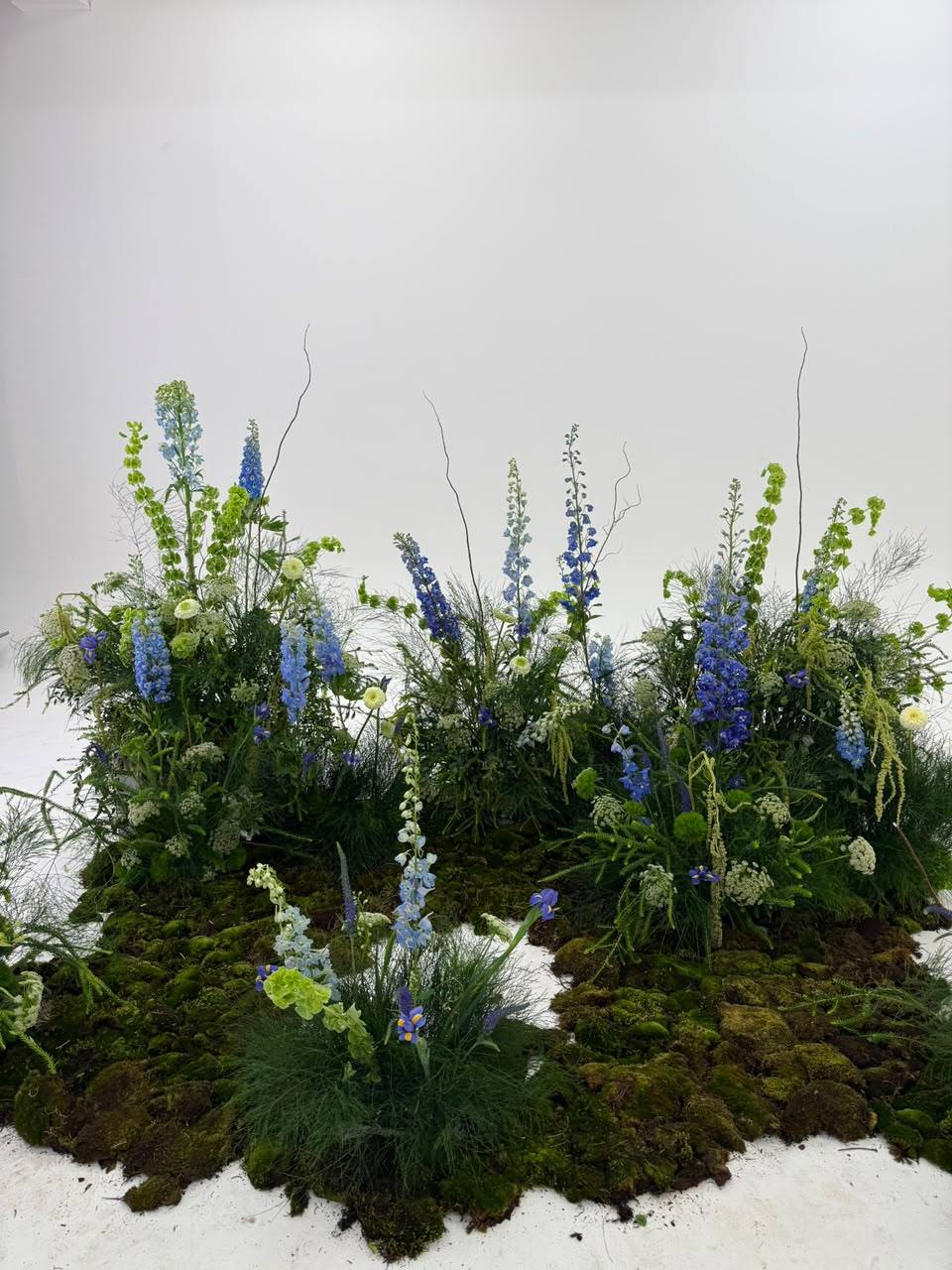 Instalación de delphinium azul sobre musgo